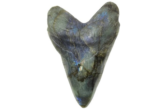 7.4" Realistic, Carved Labradorite Megalodon Tooth - Replica - Photo 1